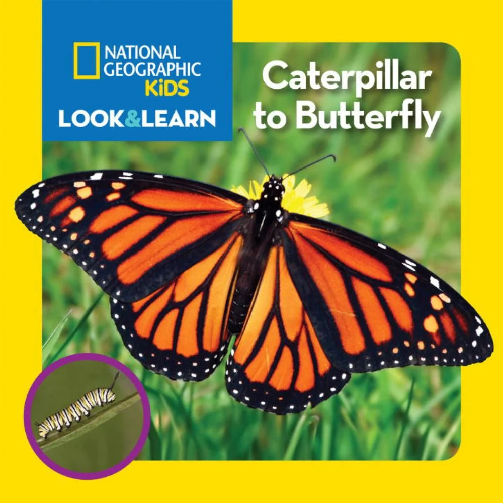 Look and Learn: Caterpillar to Butterfly (Board Book)